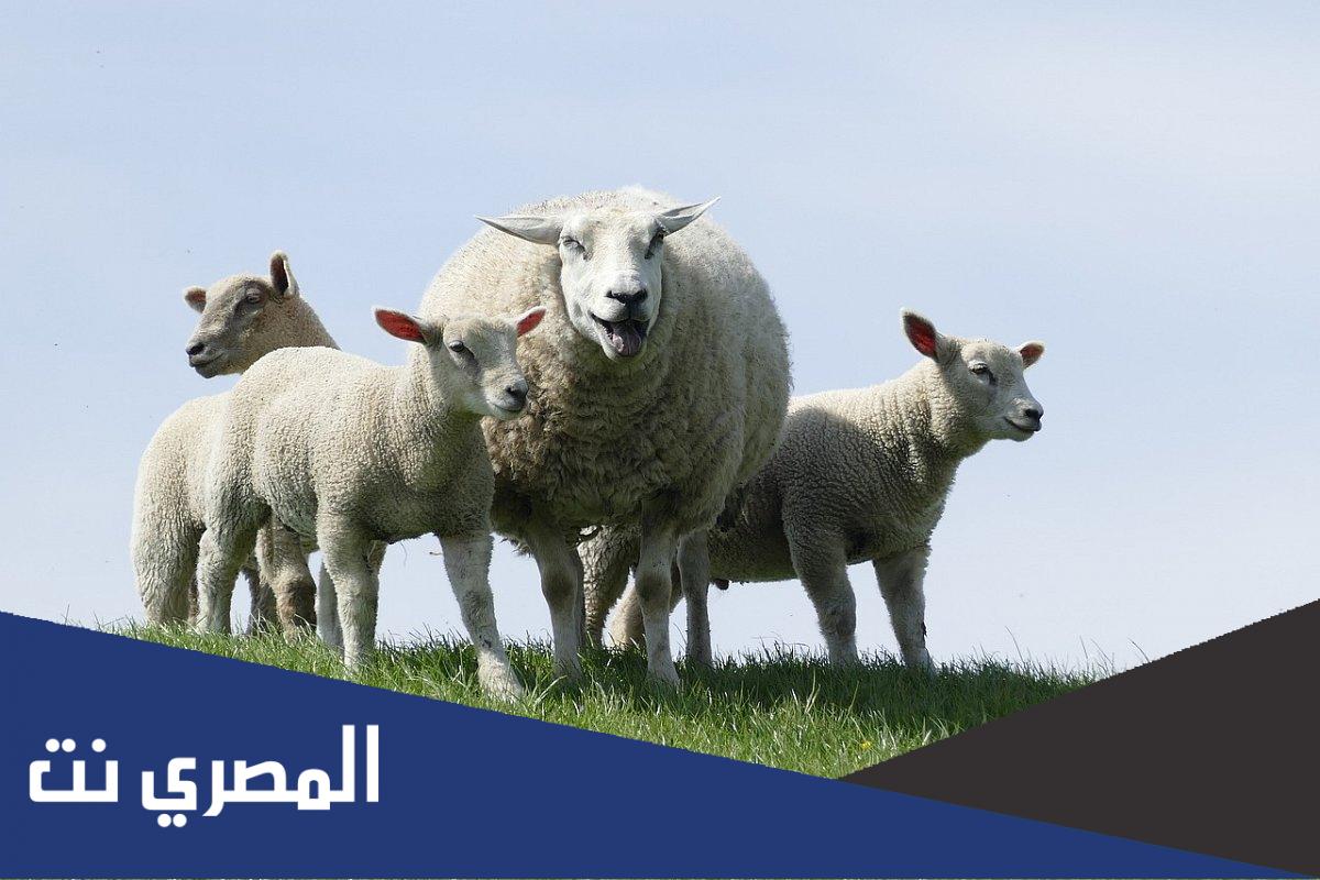 هل يجوز الاشتراك في الاضحية ؟