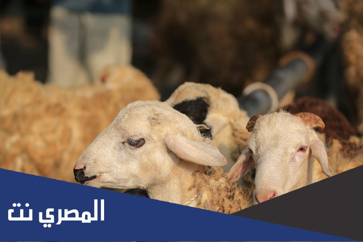 هل يجوز ان يشترك شخصان في أضحية من الغنم ؟