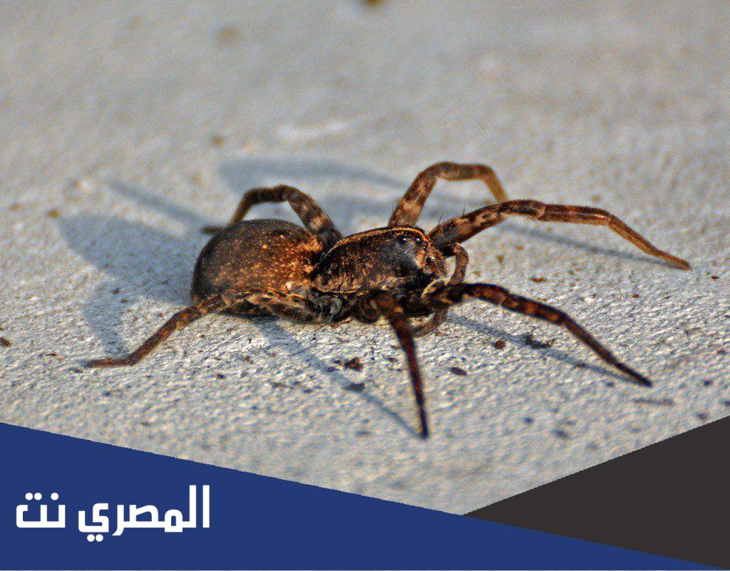 اسم ذكر العنكبوت من 5 حروف