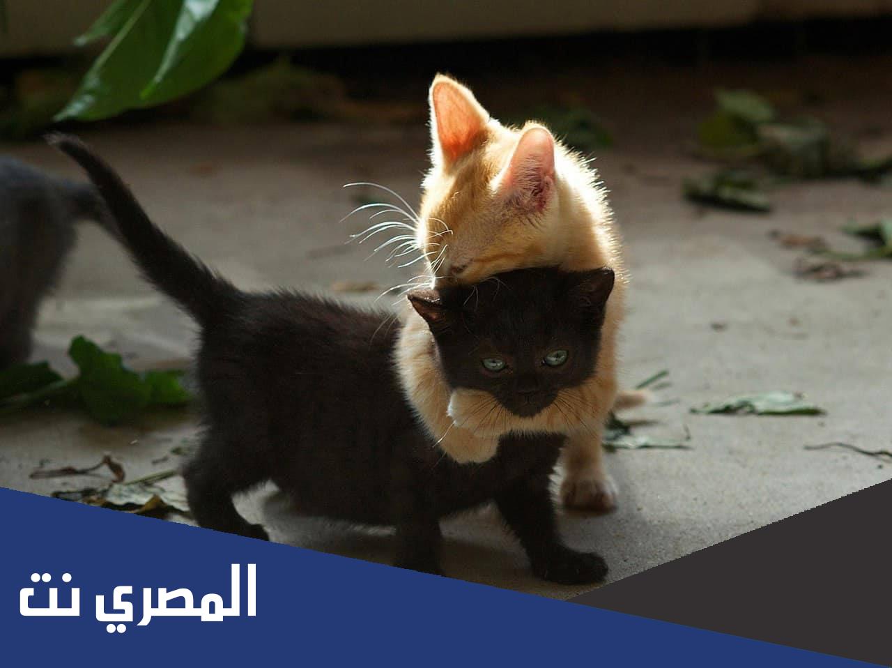 اسم قطة يعقوب قمر الدين