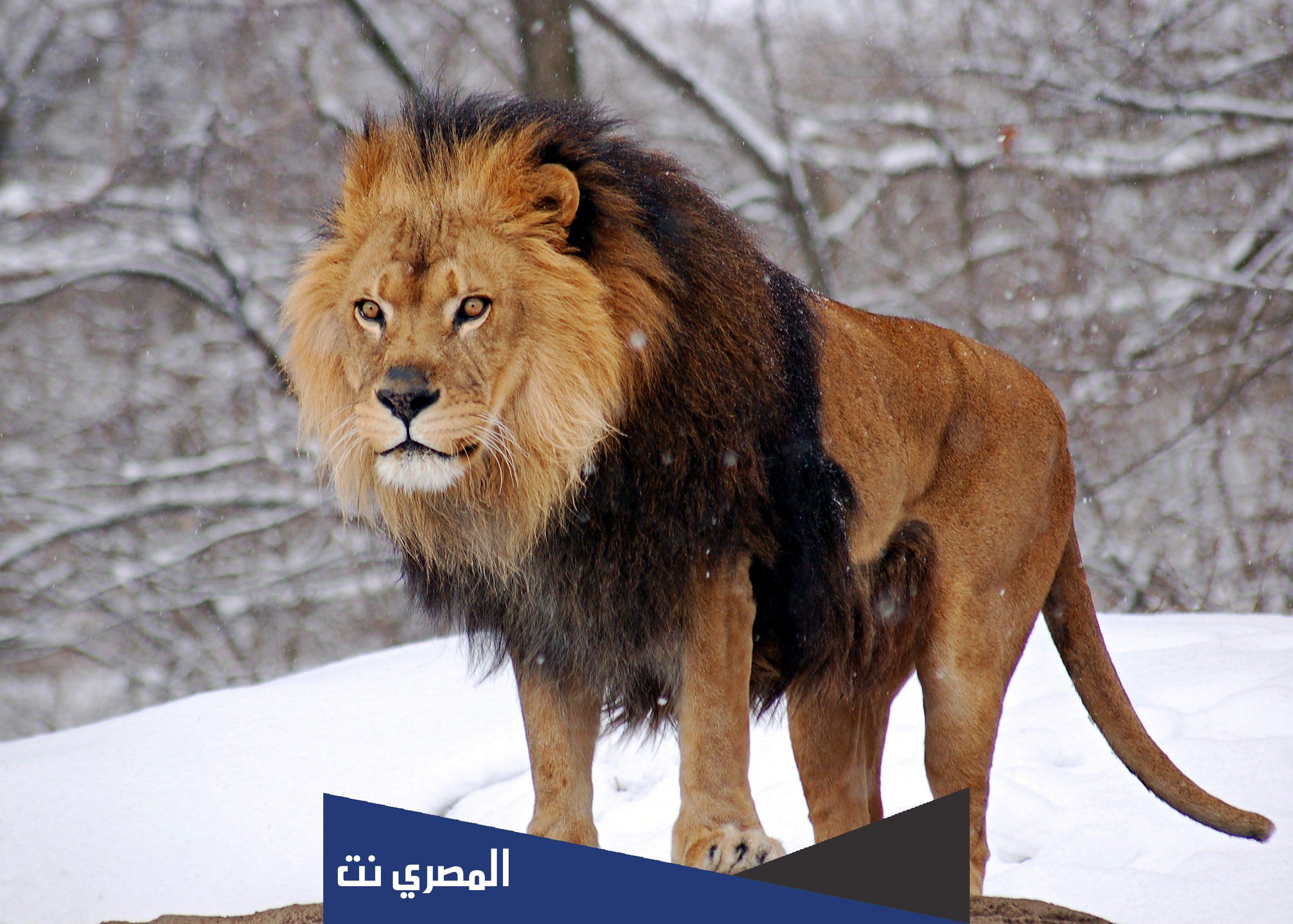اسم للاسد ورد في القران الكريم من خمسه حروف