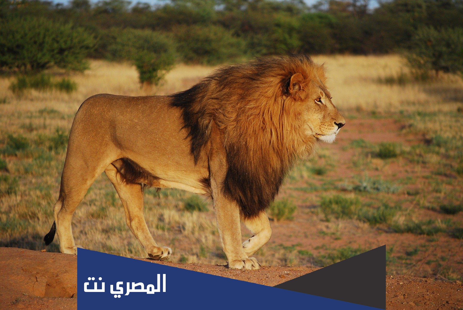 اسم للاسد ورد في القران الكريم