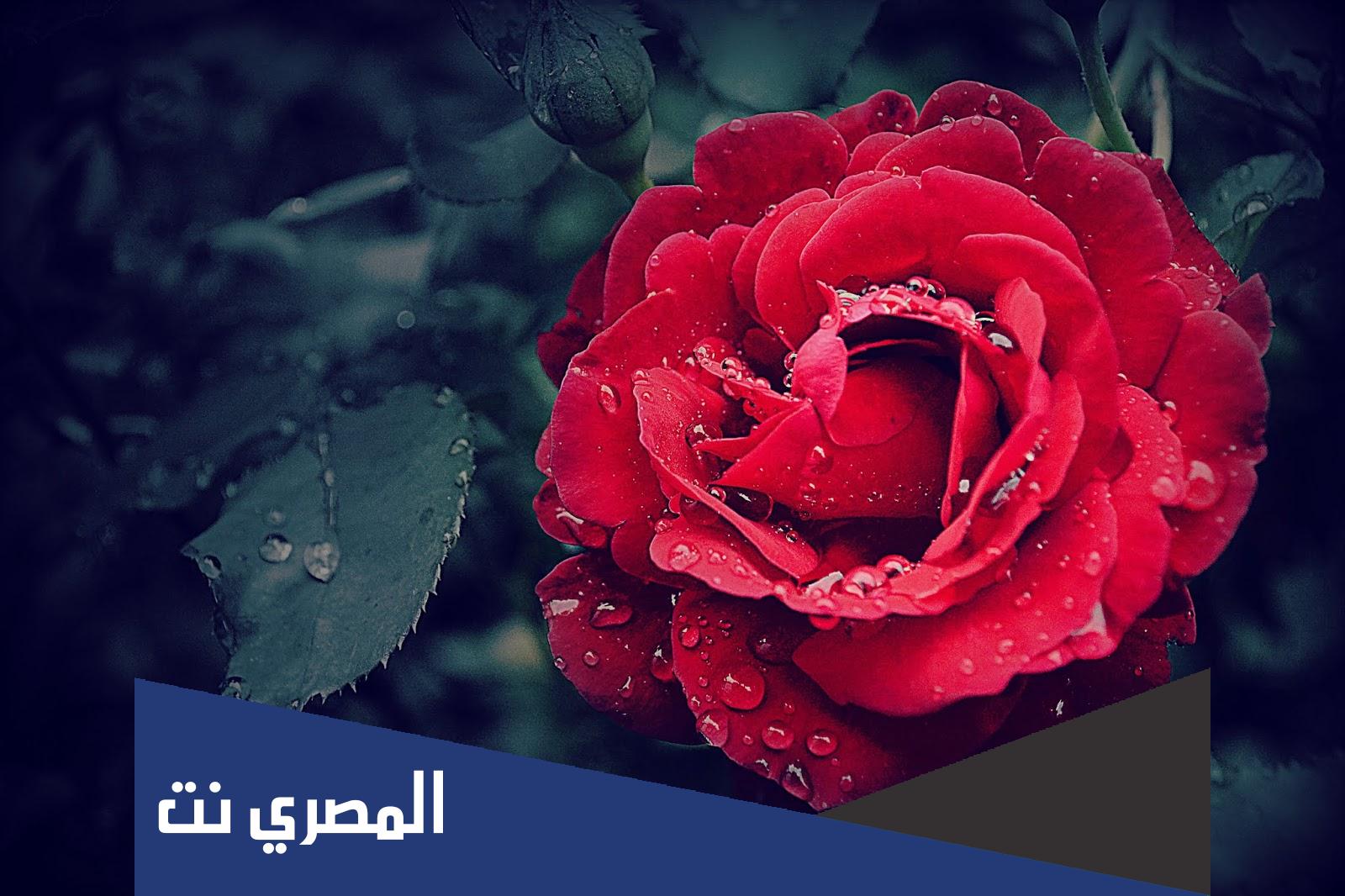 الرد على اسعد الله صباحك