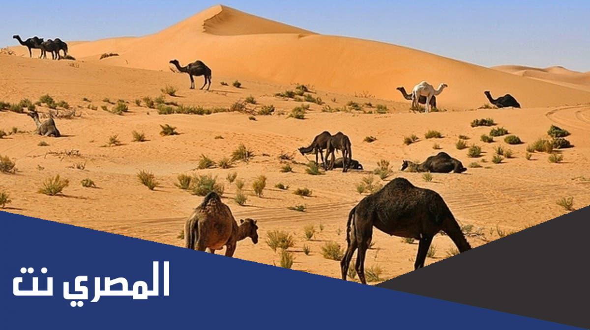 اليزيدي وش يرجع