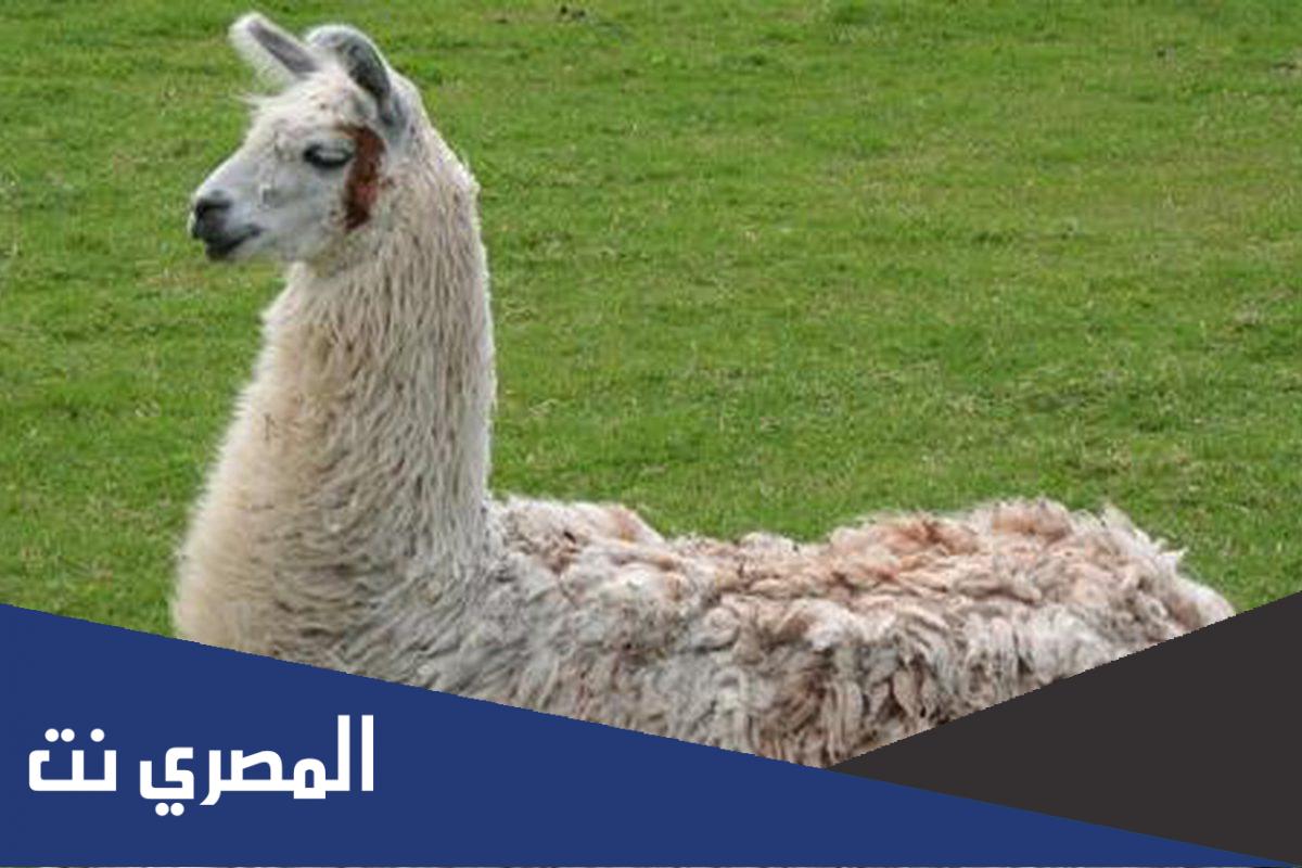 اين يتم ترويض حيوان اللاما