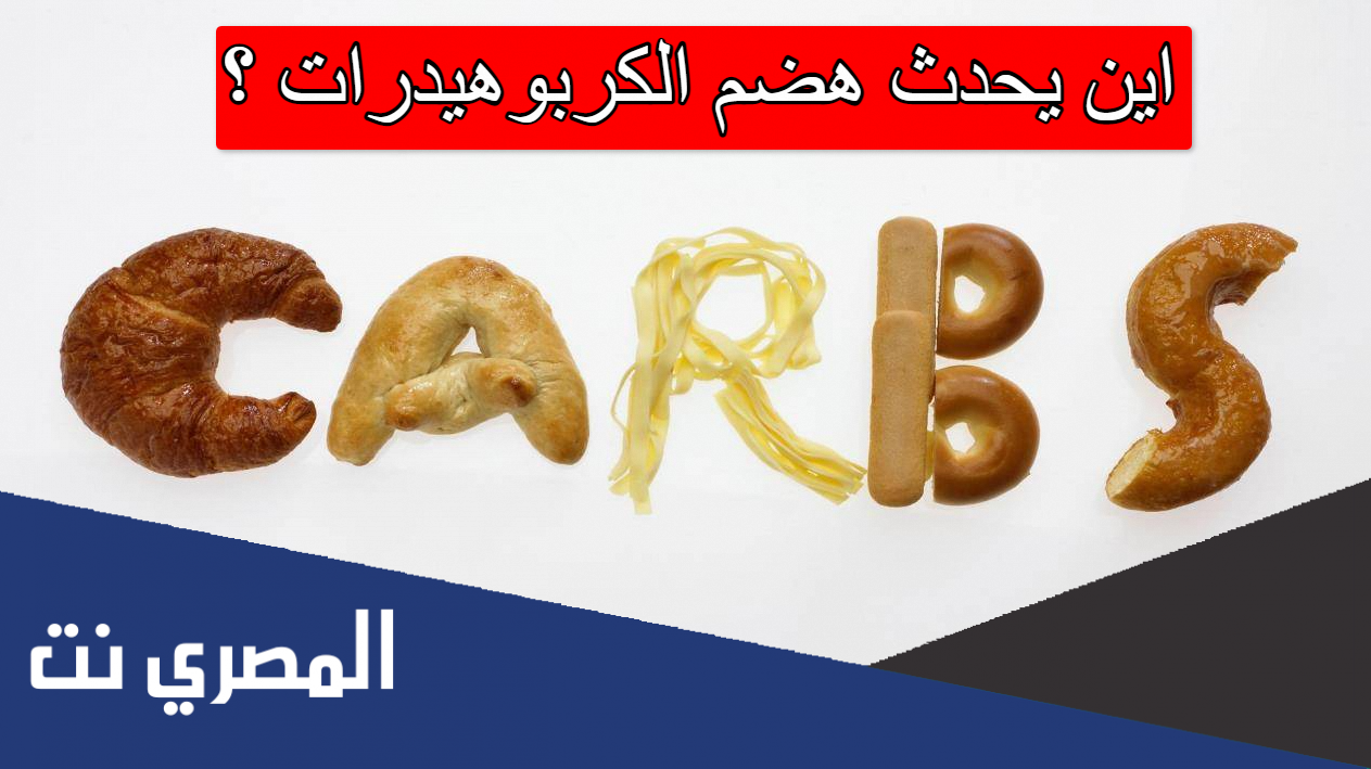 اين يحدث هضم الكربوهيدرات
