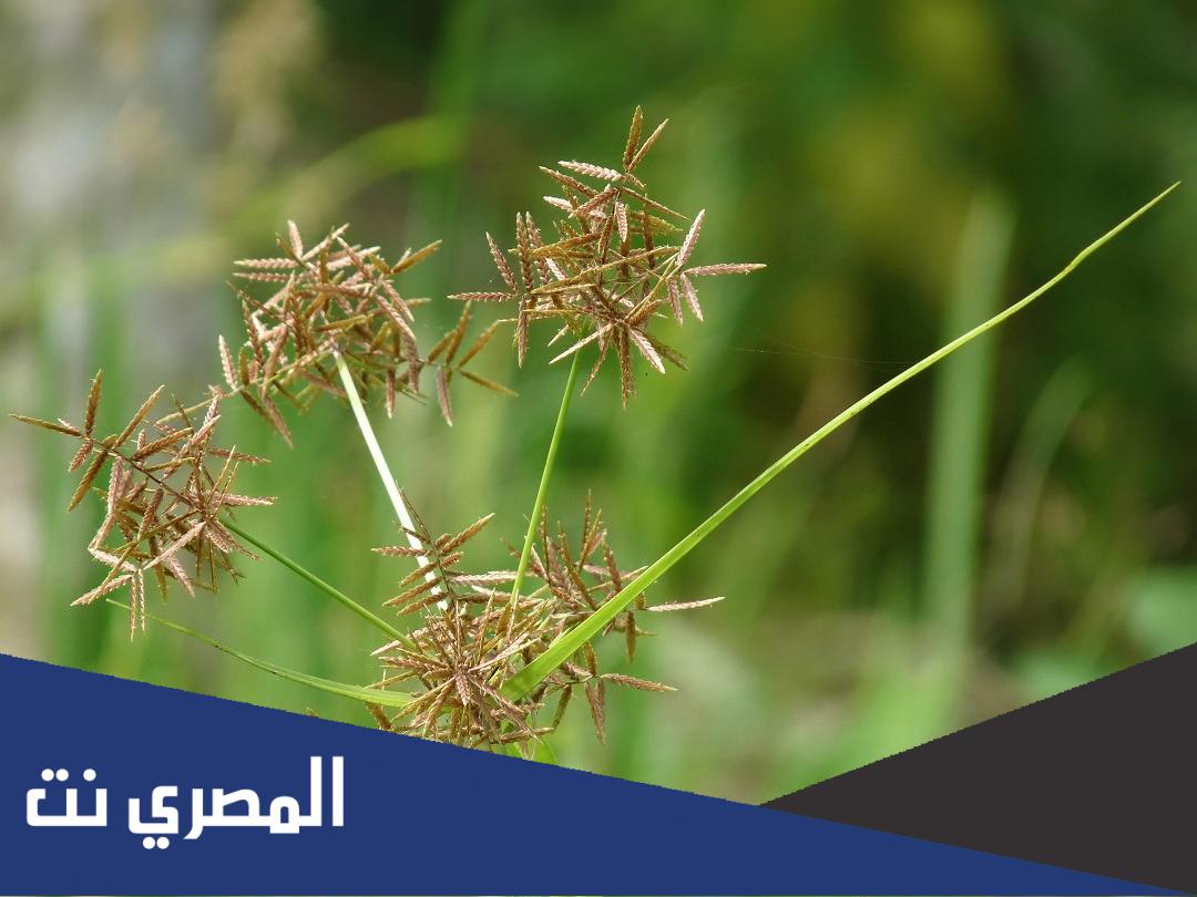 جزء من النبات فيه الحب