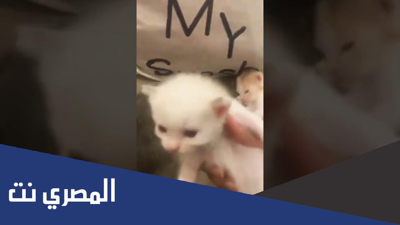 حساب يعقوب دبيازة تيك توك