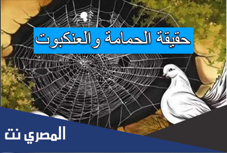 حقيقة الحمامة والعنكبوت
