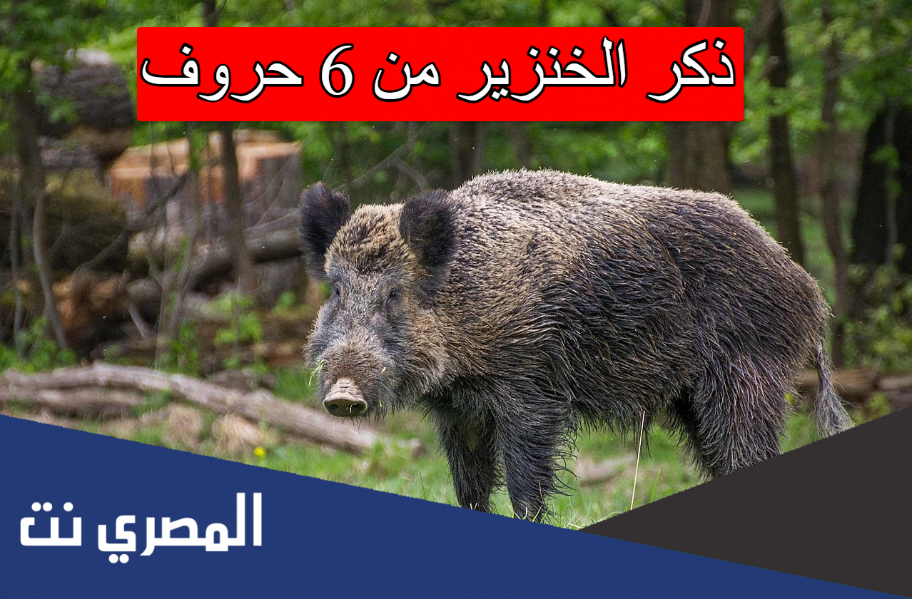 ذكر الخنزير من 6 حروف