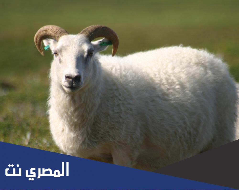 صحة حديث من كان له سعة ولم يضح فلا يقربن مصلانا
