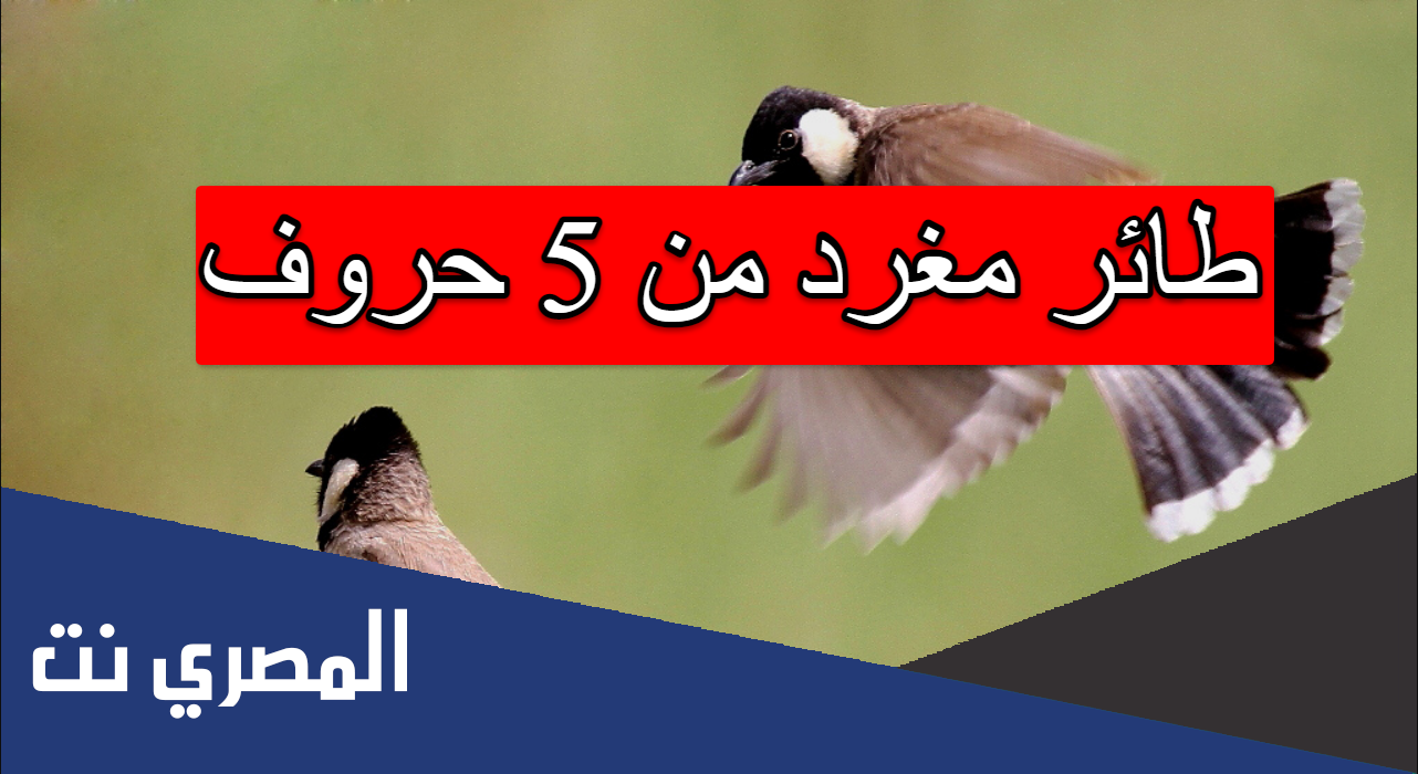 طائر مغرد من 5 حروف