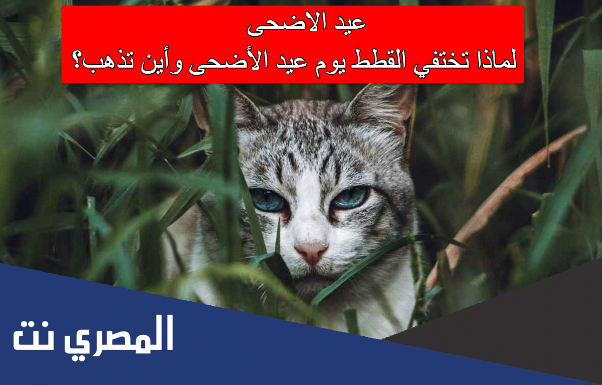 عيد الاضحى .. لماذا تختفي القطط يوم عيد الأضحى وأين تذهب