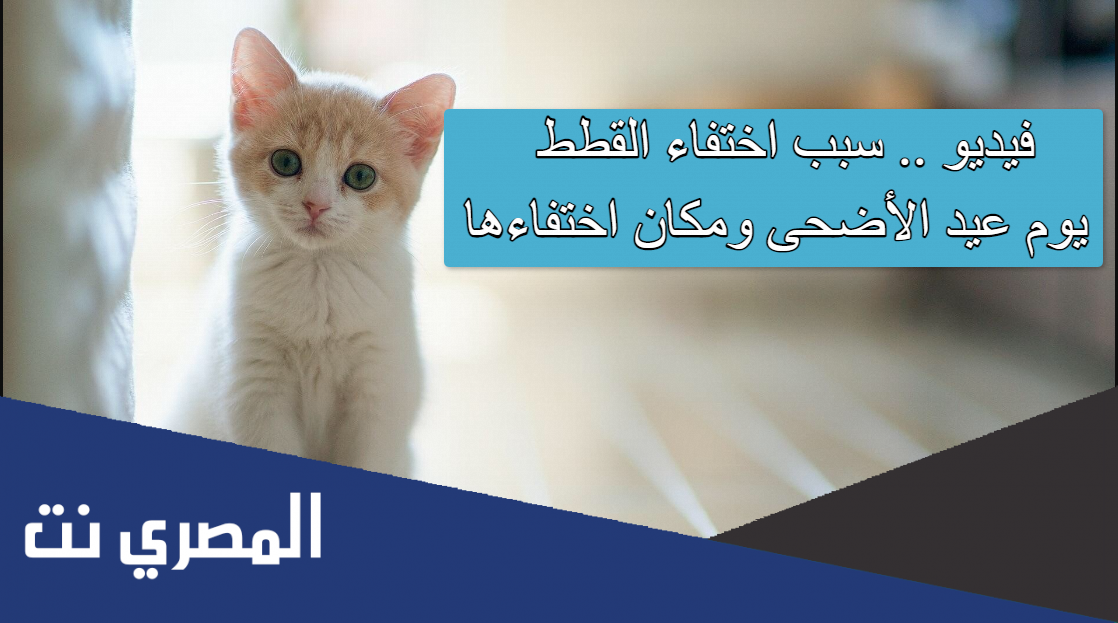 فيديو .. سبب اختفاء القطط يوم عيد الأضحى ومكان اختفاءها