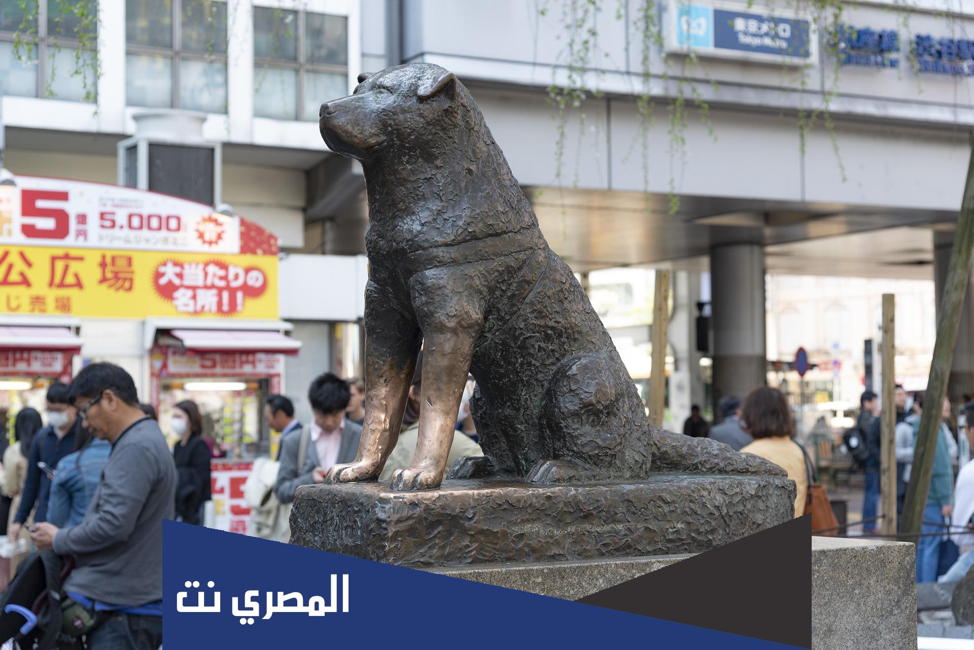قصة الكلب هاتشيكو كاملة