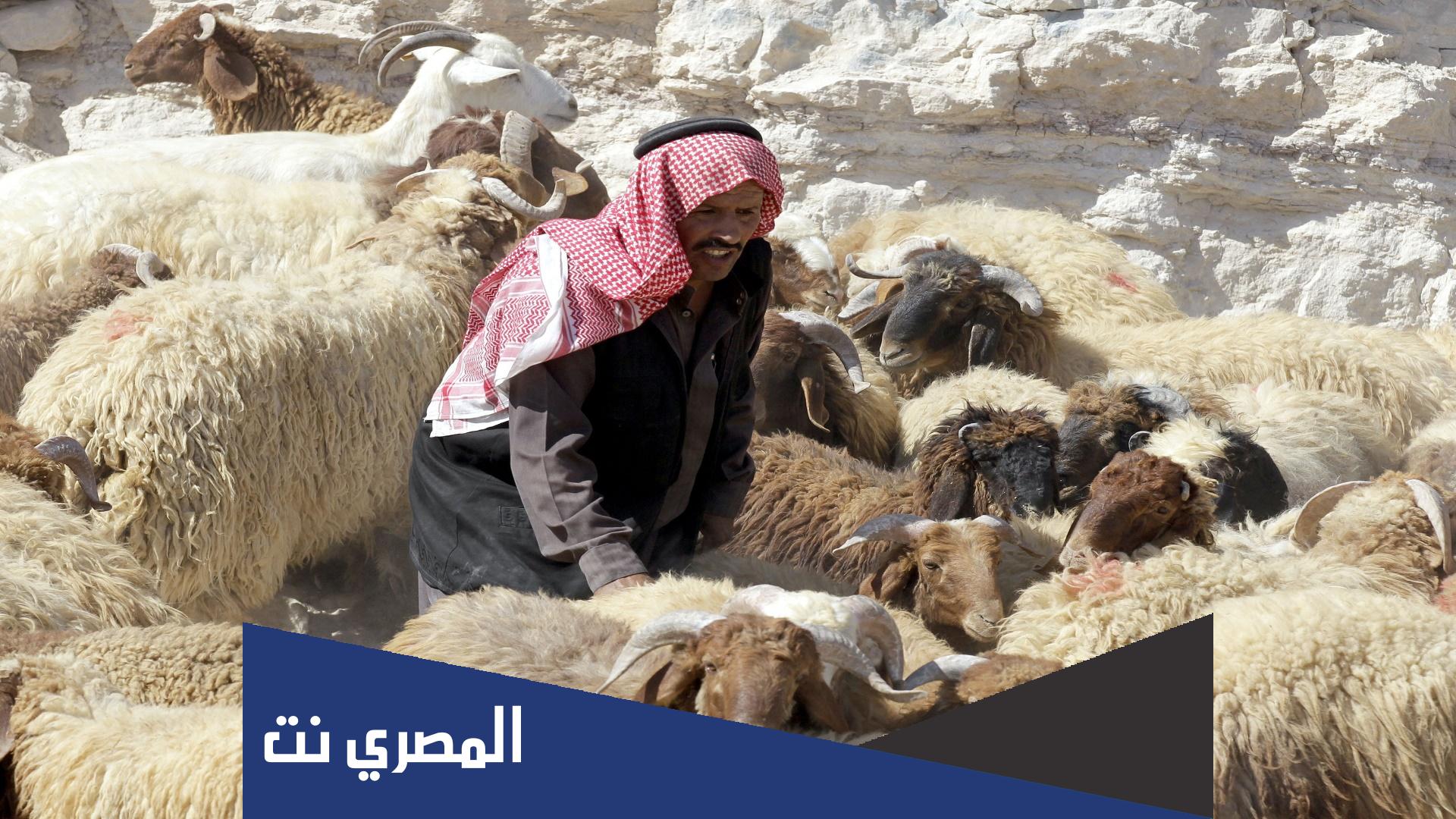 كم اسعار الاضاحي 2022 في الجزائر