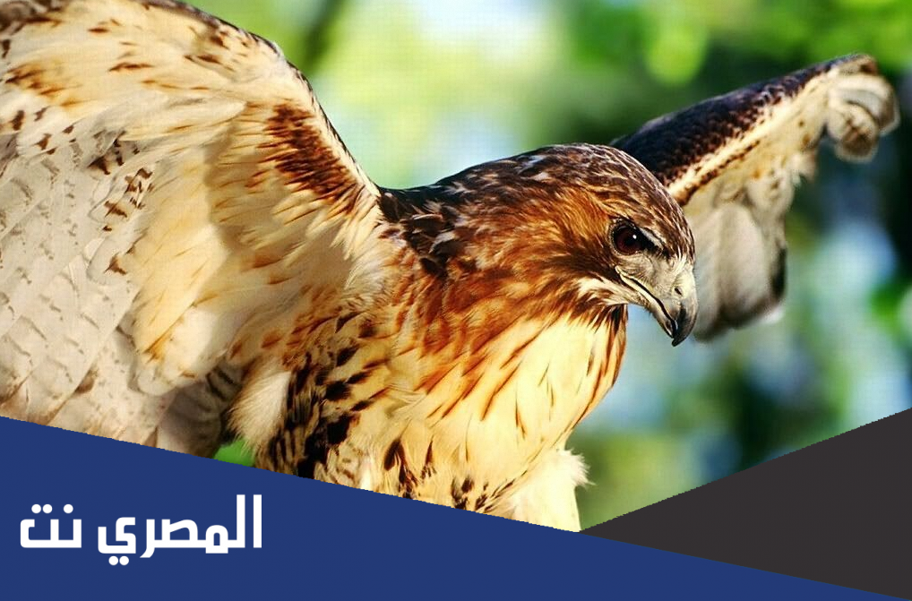 كم عدد طيور شلوي