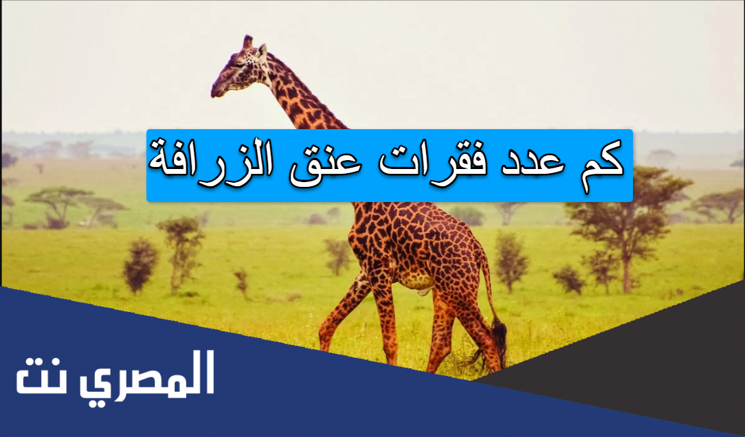 كم عدد فقرات عنق الزرافة