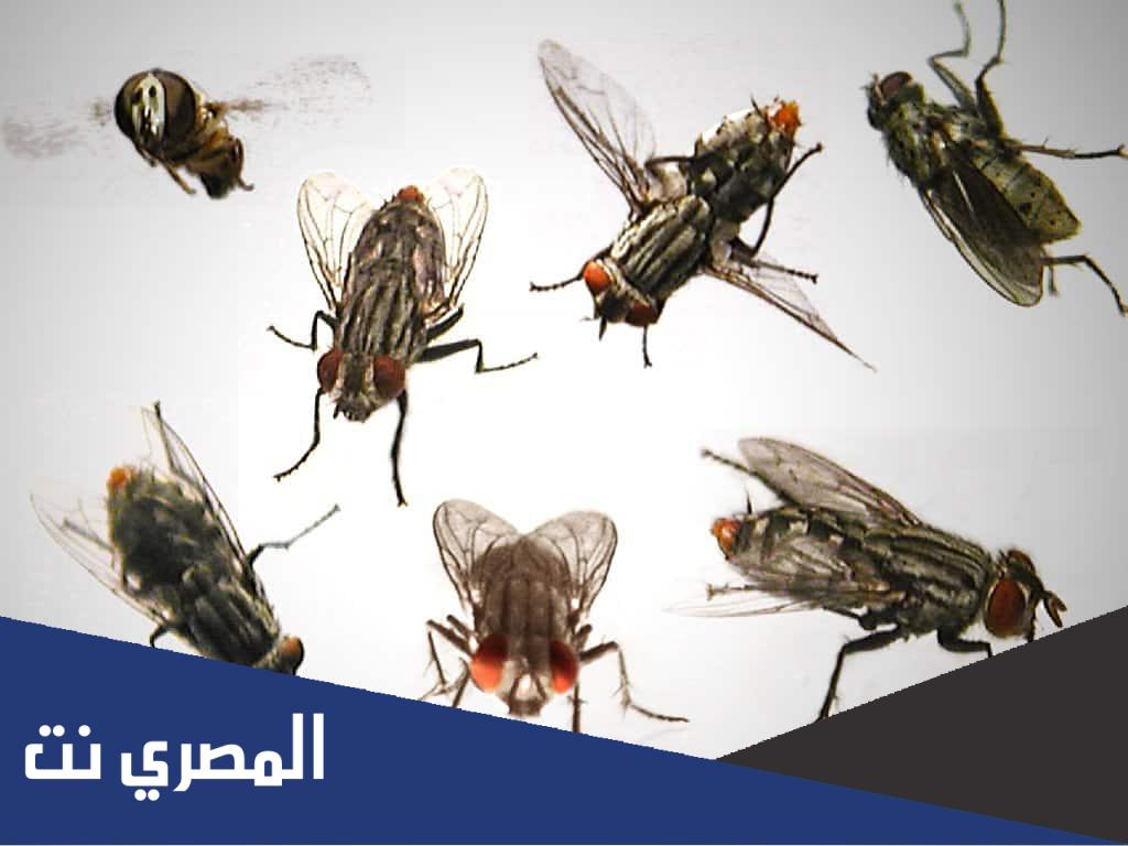 كم عمر الذبابة وتموت