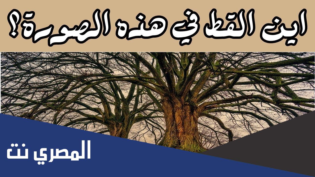 لغز يوجد قط في الصورة اين هي