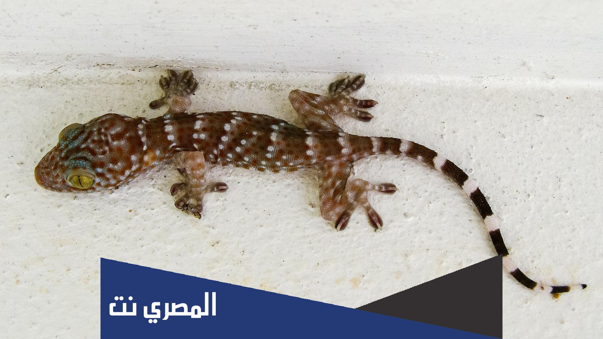 لماذا امرنا الرسول بقتل الوزغ