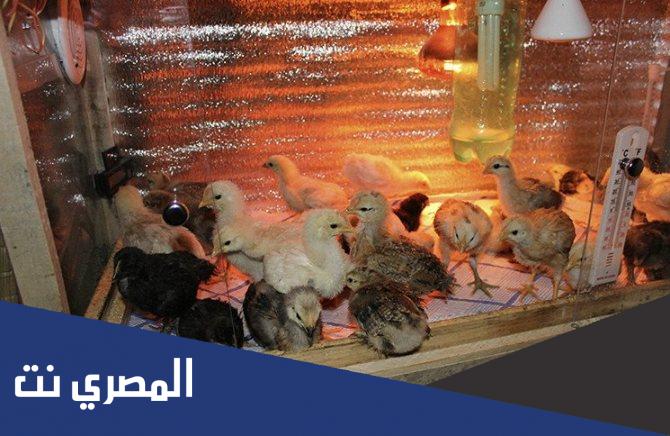 لماذا تضاء مساكن الدجاج ليلا