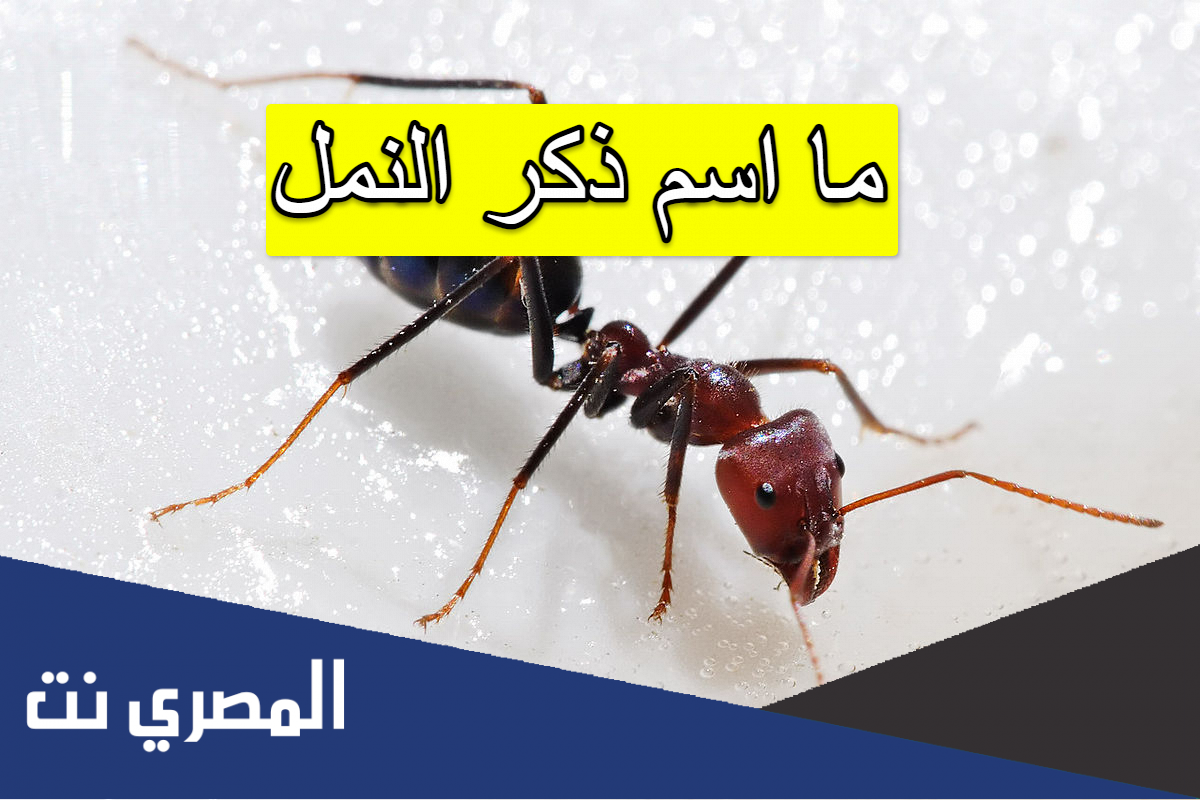 ما اسم ذكر النمل