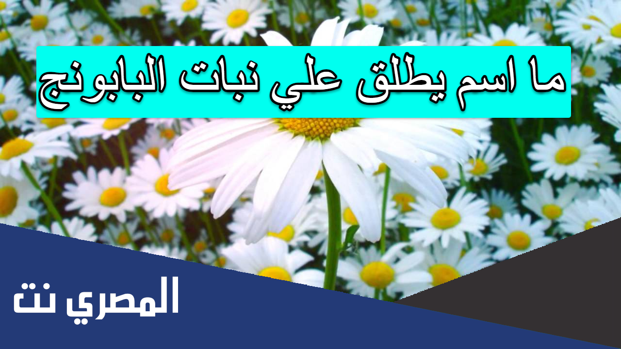 ما اسم يطلق علي نبات البابونج