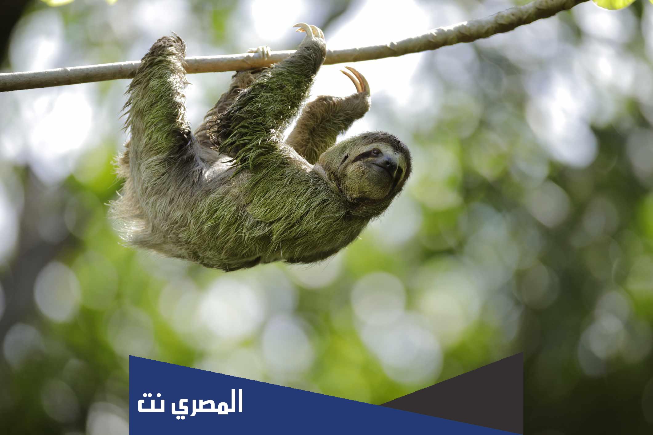 ما هو أبطأ حيوان بالعالم