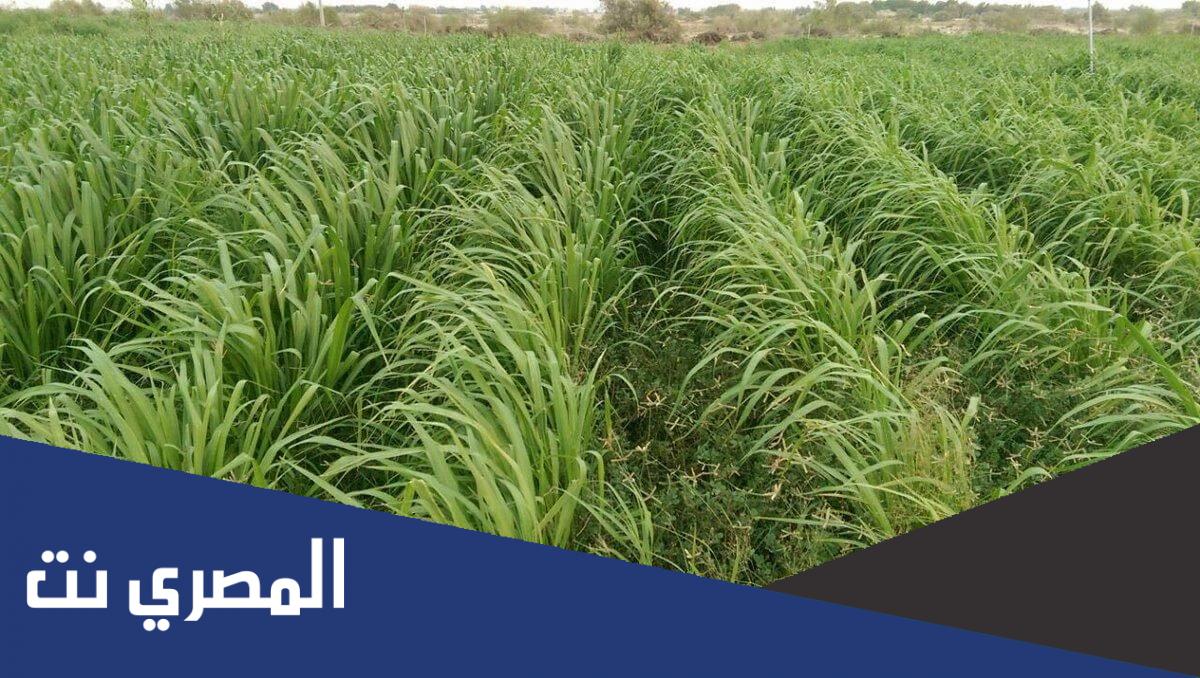 ما هو البونيكام البرازيلي
