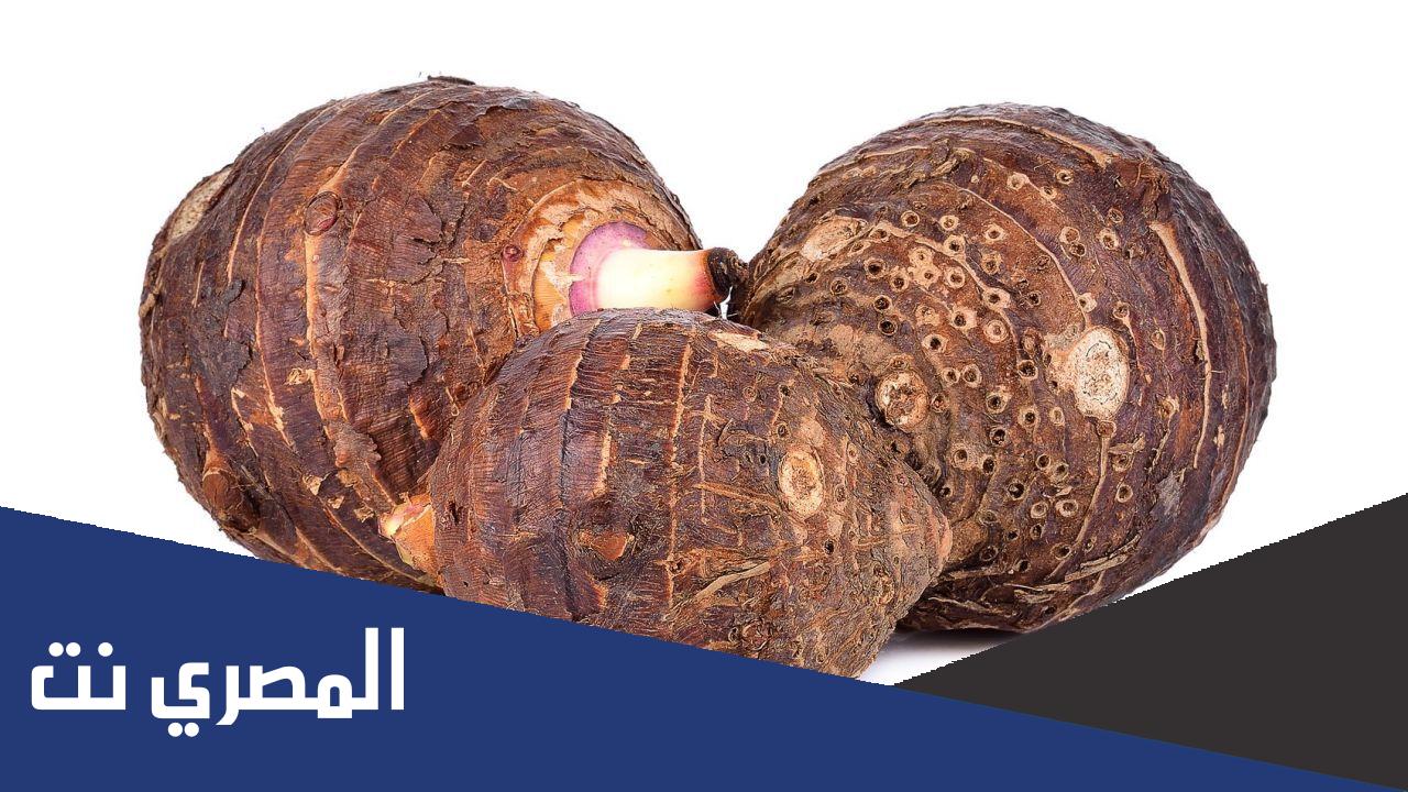 ما هو القلقاس