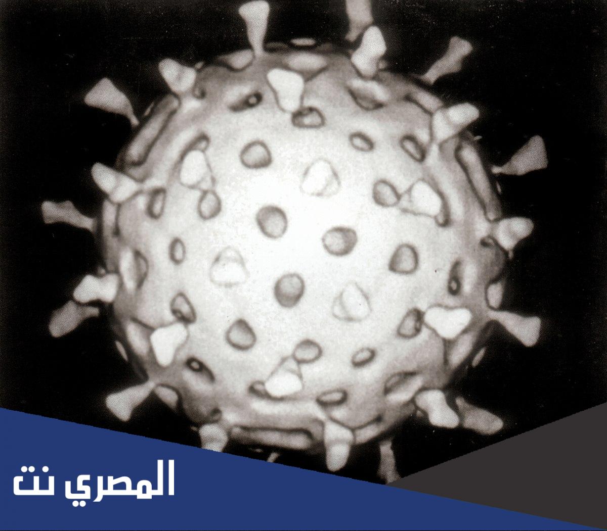 ما هو فيروس ماربورغ ويكيبيديا