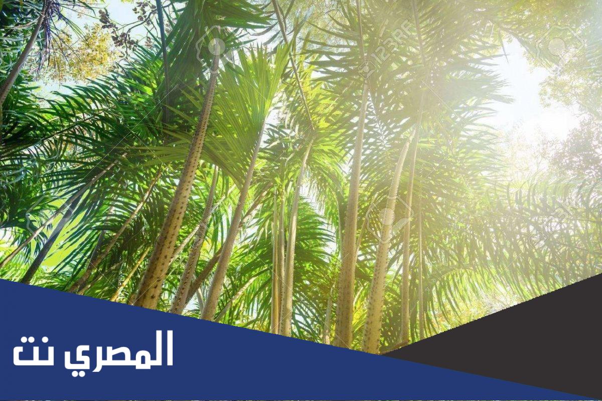 ما هي الشجرة التي يصنع منها السواك ؟