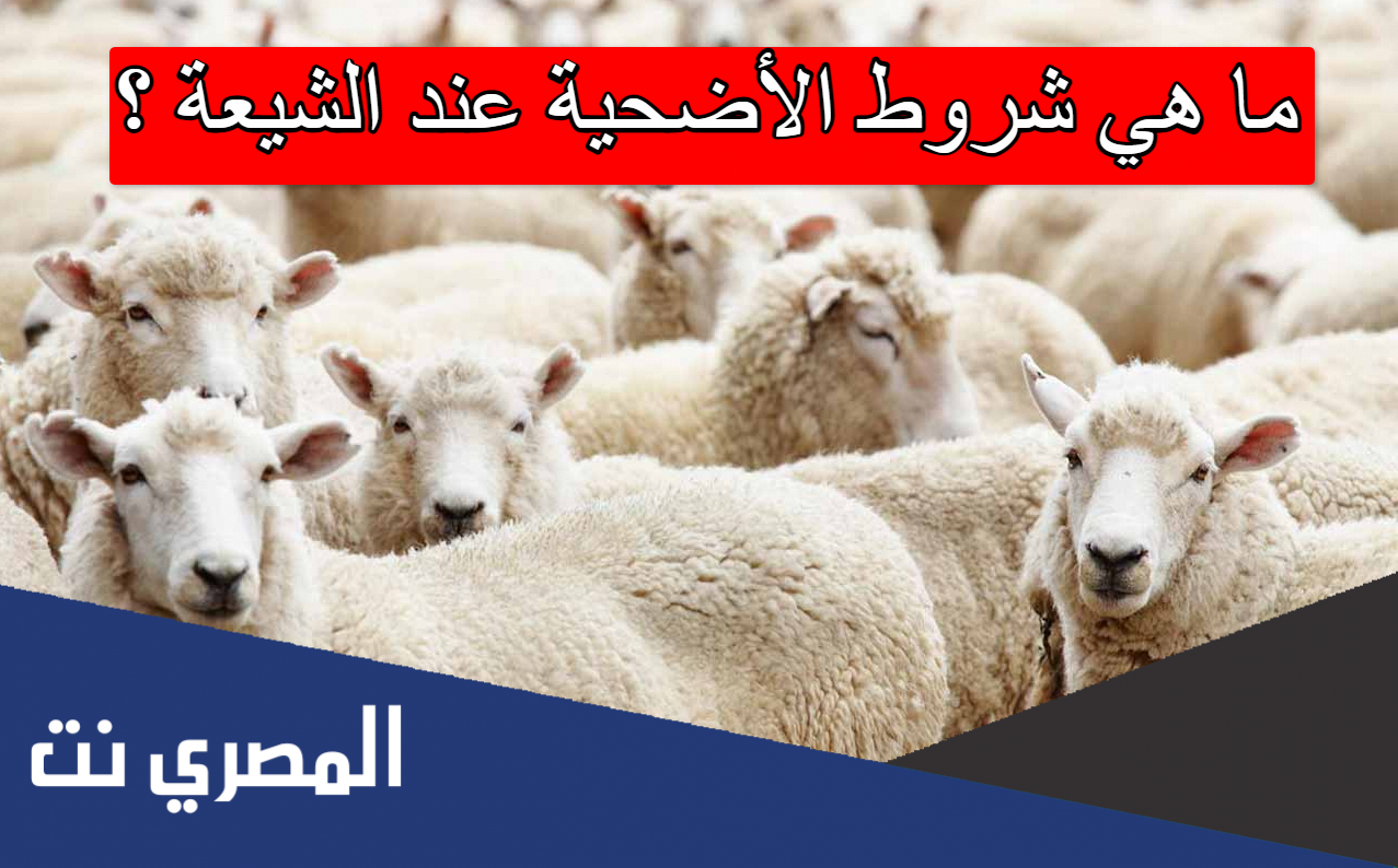 ما هي شروط الأضحية عند الشيعة
