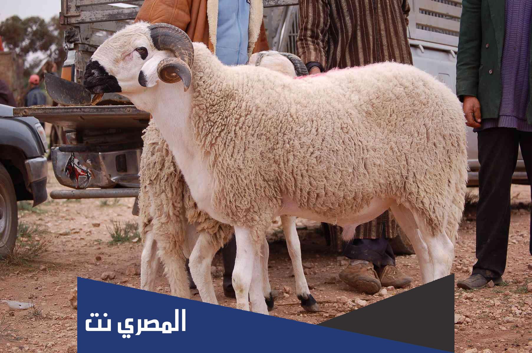 ما هي شروط الأضحية للنساء