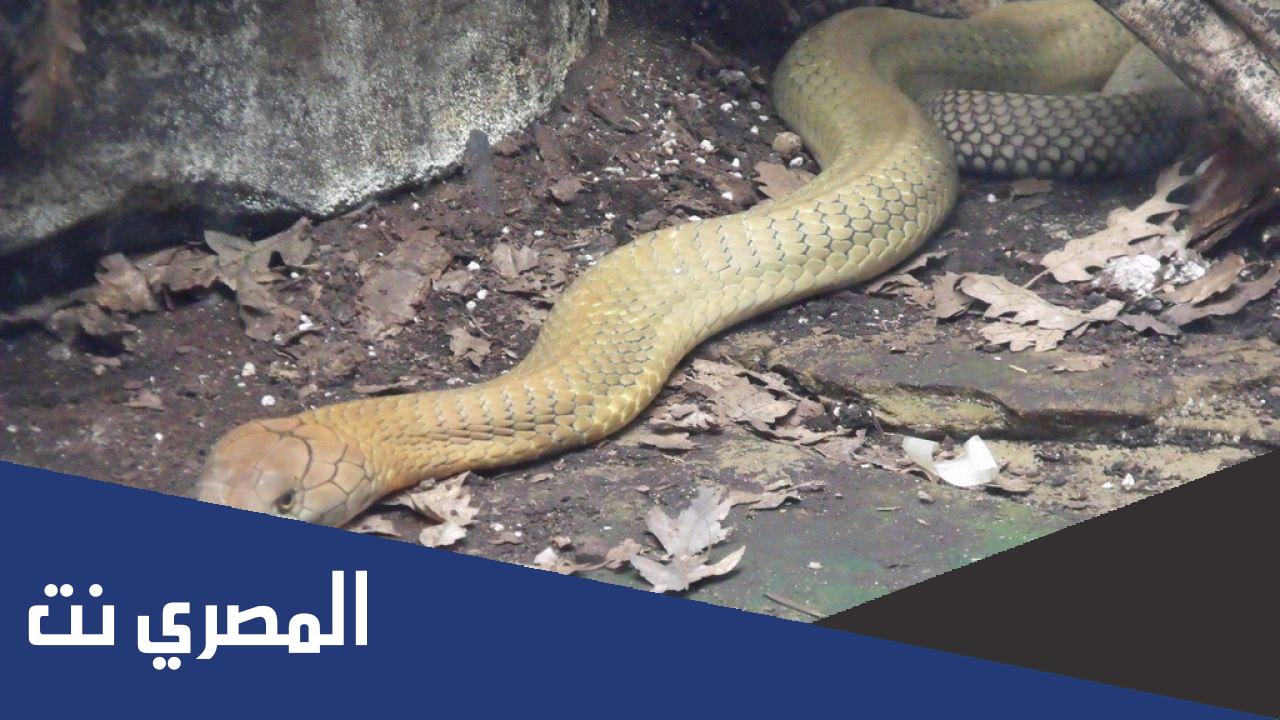 ماذا يطلق على بيت الافعى