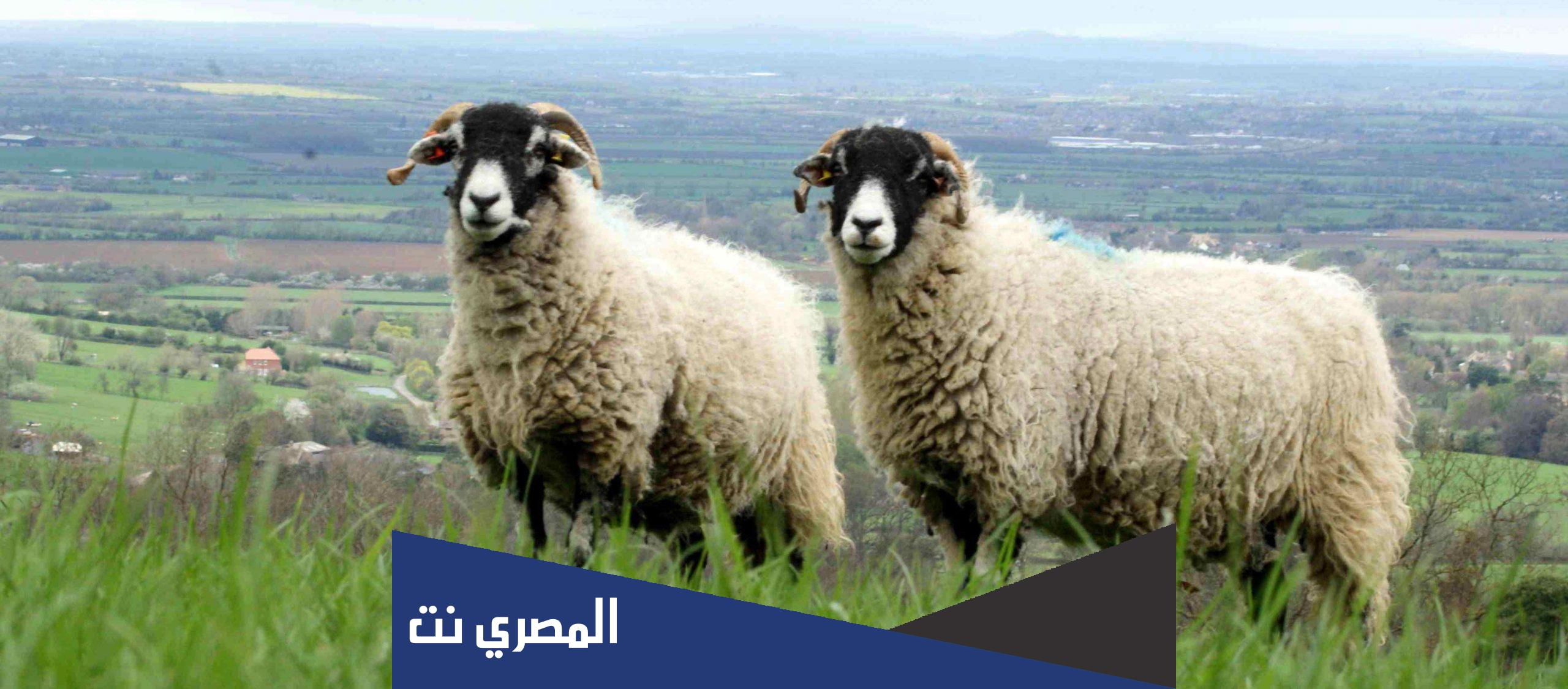 متى شرعت الاضحيه على المسلمين في اي عام