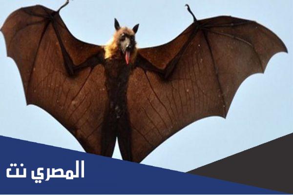مخلوق يجمع بين الزواحف والطيور كلمات متقاطعة