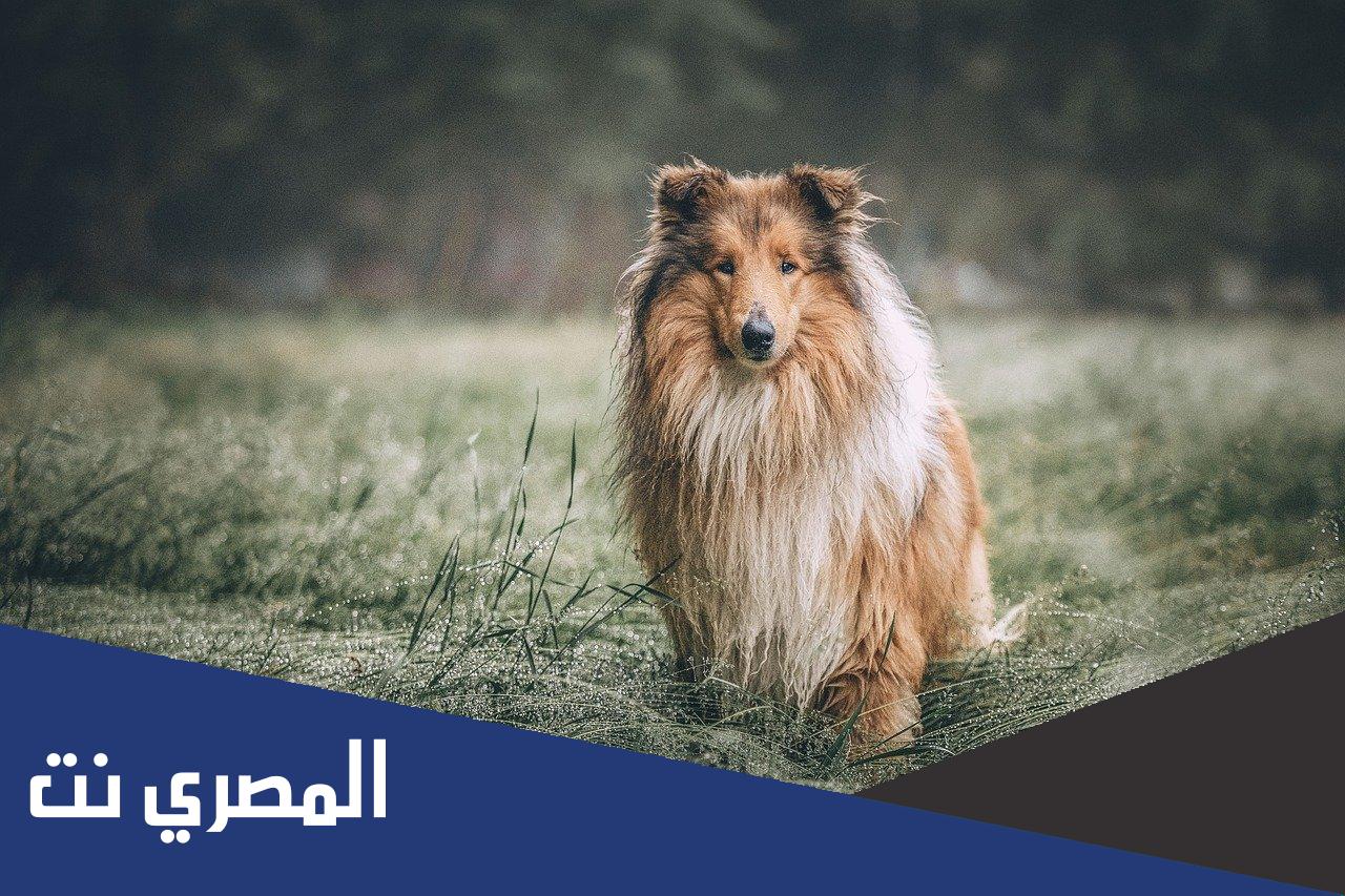معنى هي من جنت على اهلها