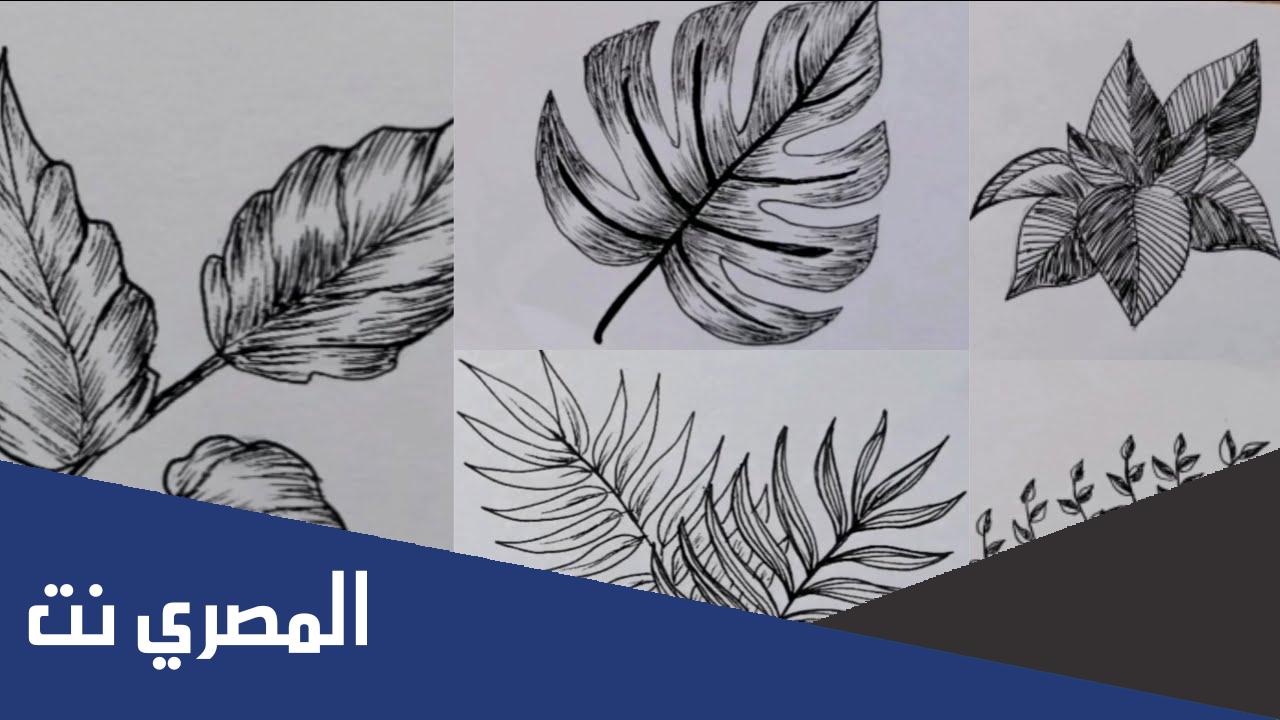 من الاشجار ريشية الاوراق