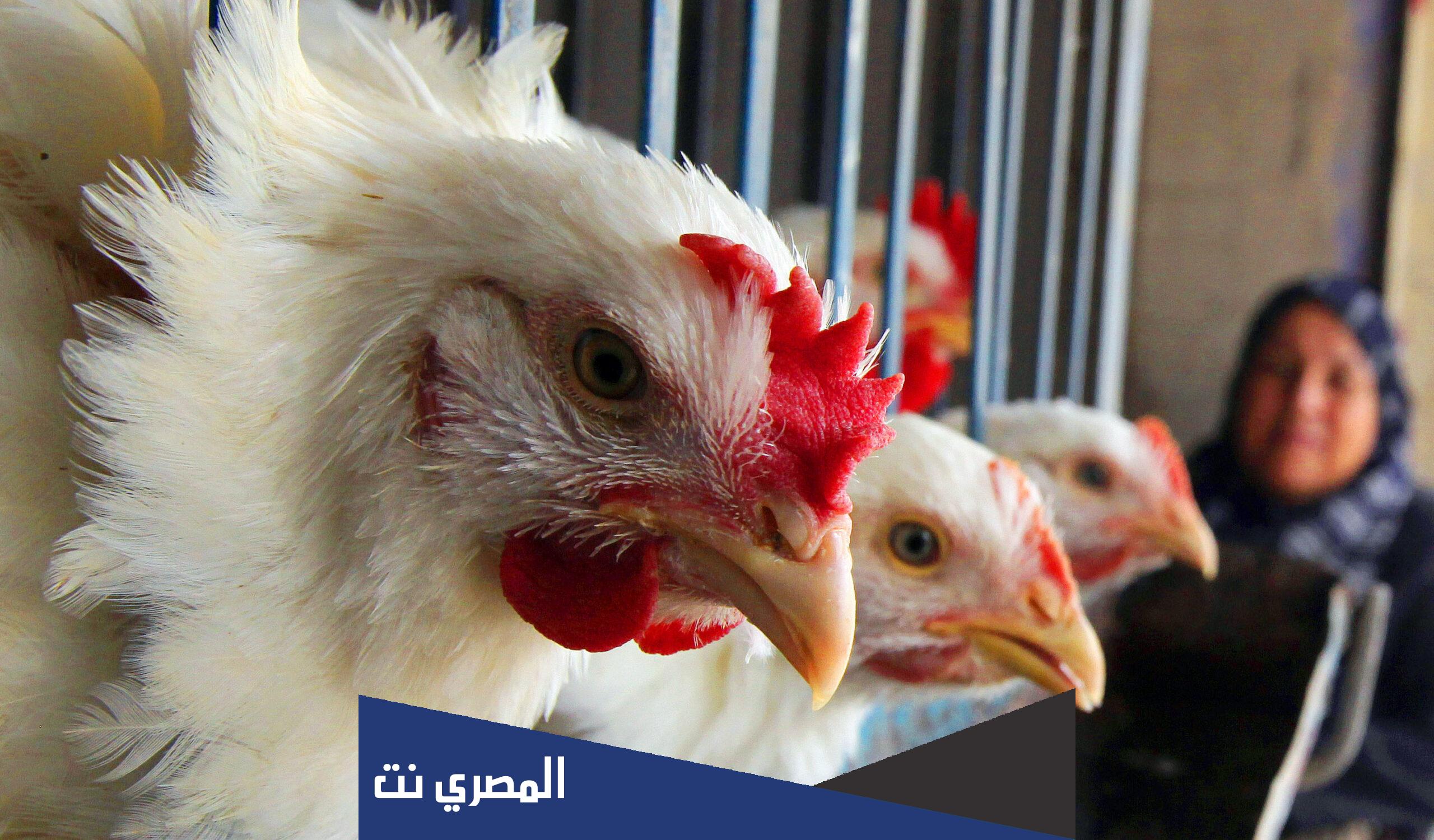 هل الدجاج يطير ؟