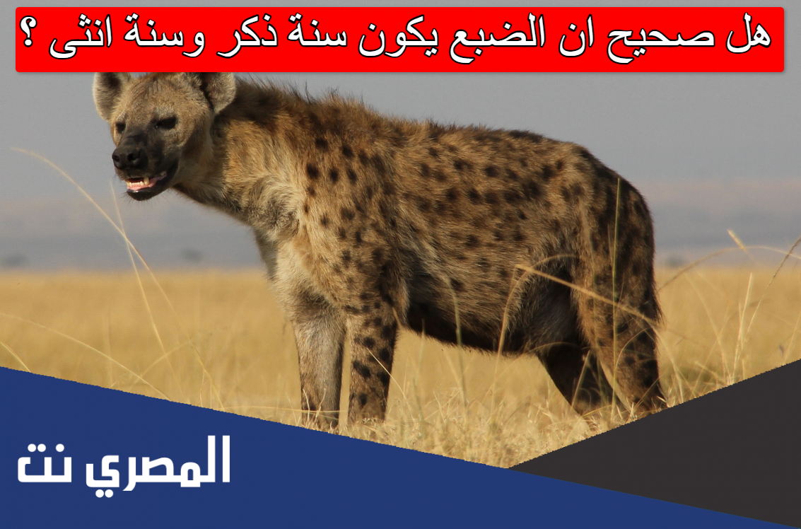 هل صحيح ان الضبع يكون سنة ذكر وسنة انثى