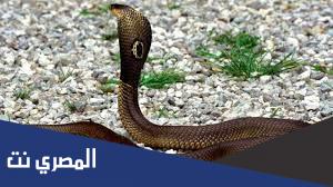 ولد الحية من 4 حروف