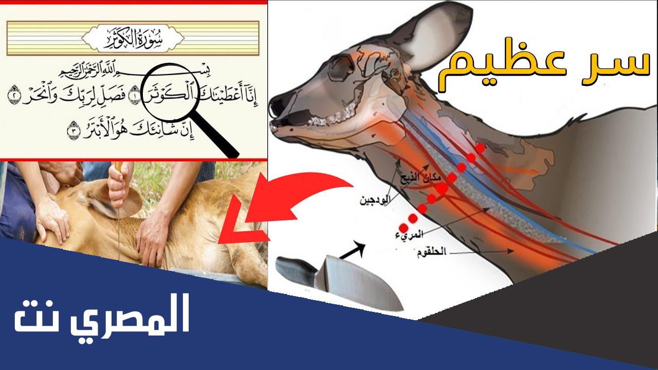 الذبح لغير الله شرك أكبر أم أصغر الدرر السنية