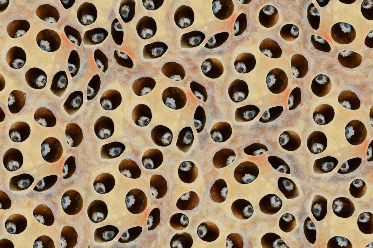 trypophobia معنى