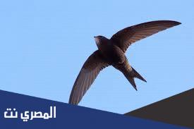 مفرد كلمة أبابيل في القرآن