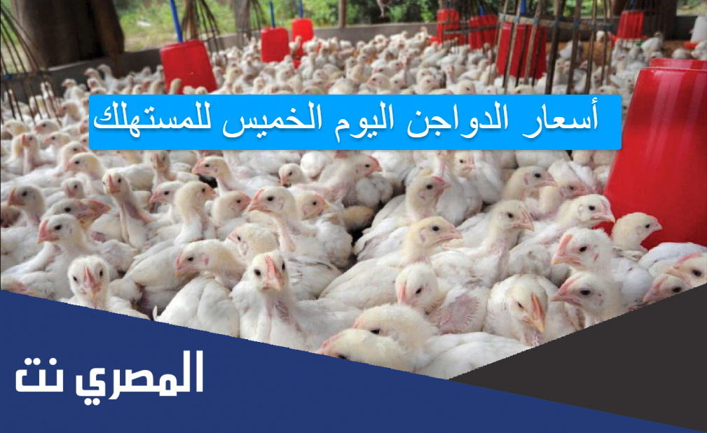 أسعار الدواجن اليوم الخميس للمستهلك