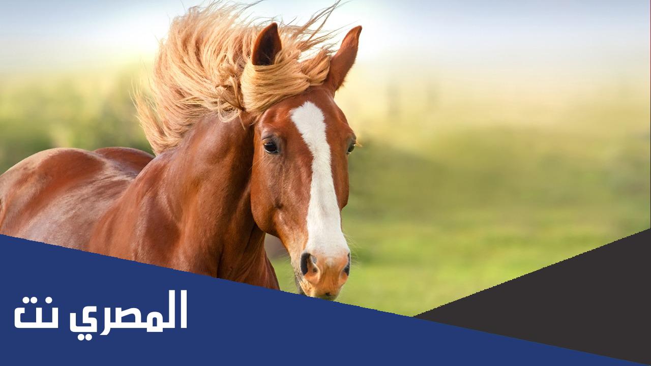 أسماء خيل أهل البيت عليهم السلام