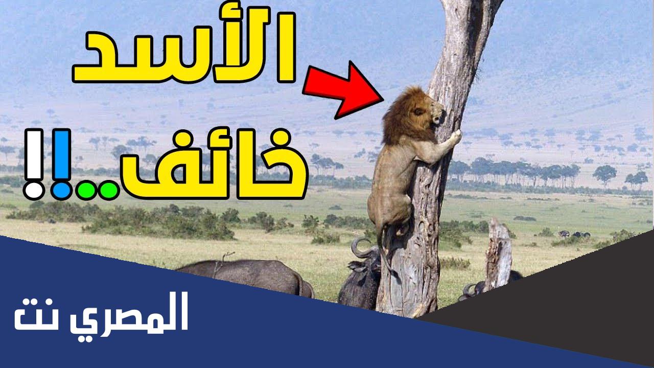 أقوى حيوان في العالم الأسد يخاف منه