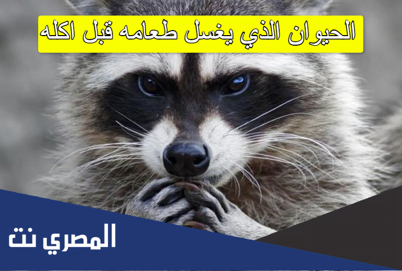 الحيوان الذي يغسل طعامه قبل اكله